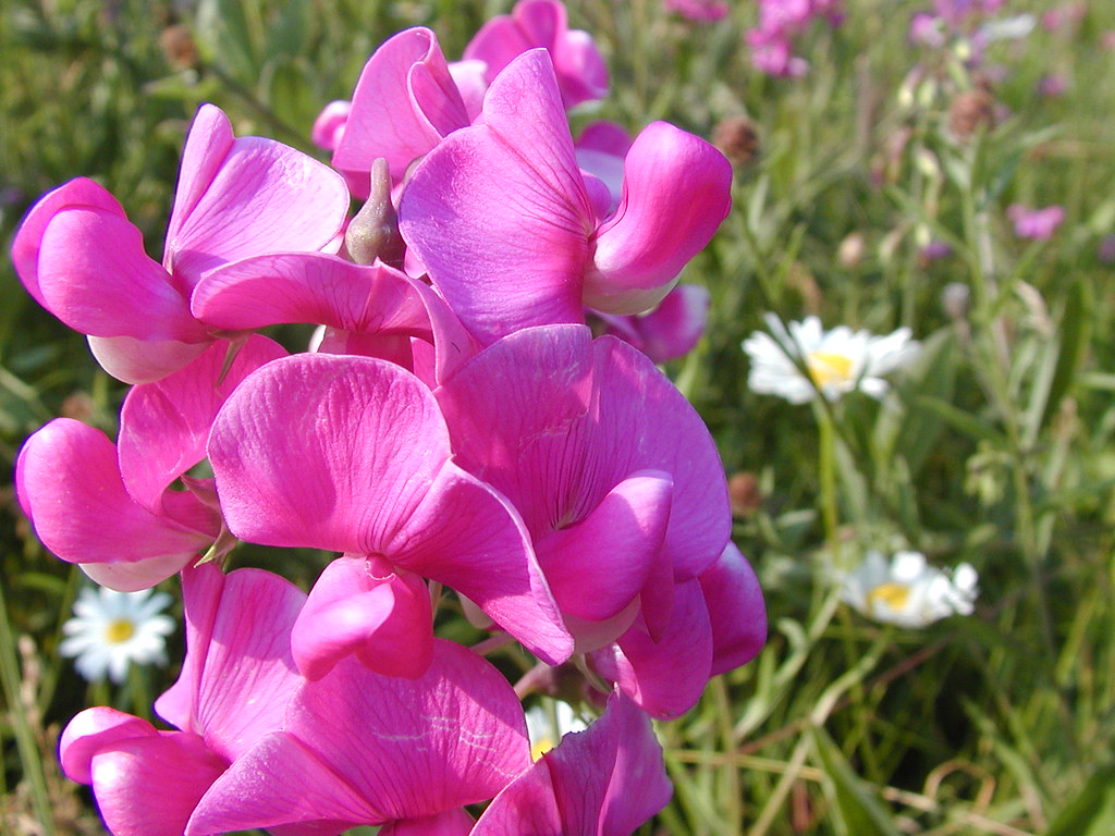 Sweet Pea and a couple of daisies. Andrew McFarlane Flickr