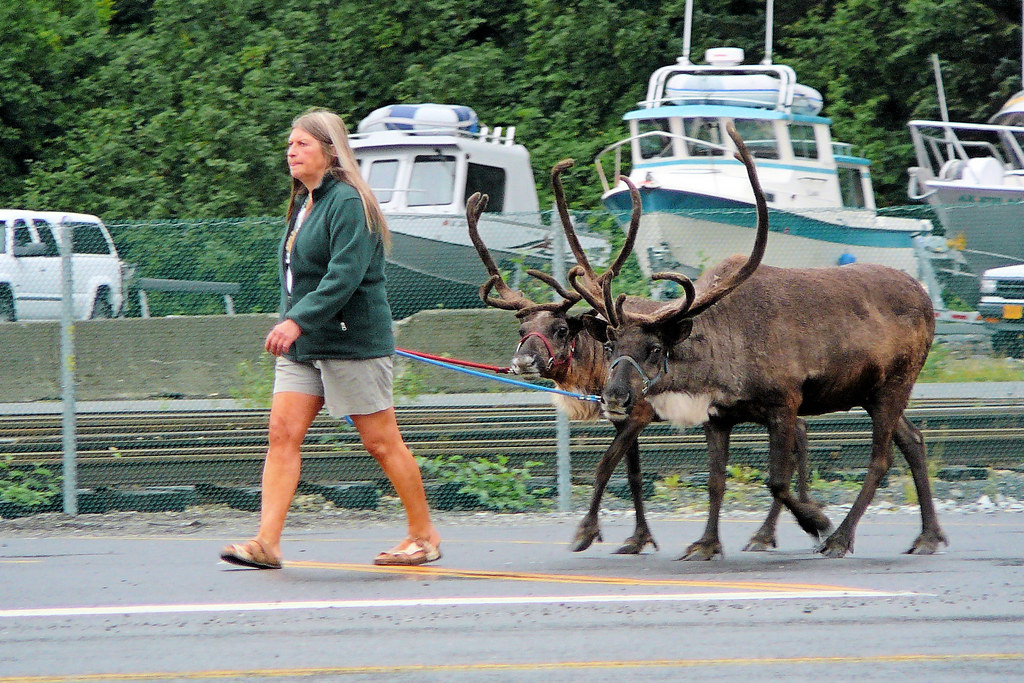 Taking Your Pet Reindeer For a Walk Just a normal everyday… Flickr