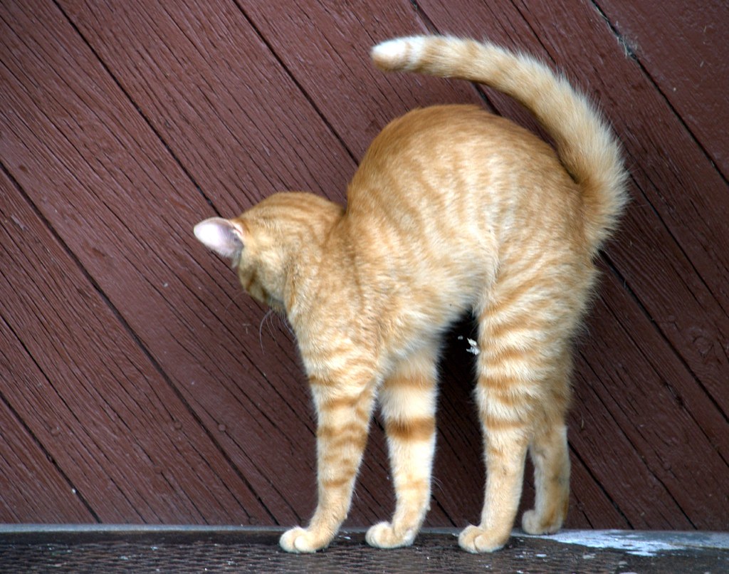 Practicing for Halloween Yellow Striped Cat Arched Back Le… Flickr