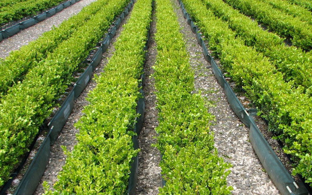 Buxus 'Green Gem' the classic box hedge for New Zealand … Flickr