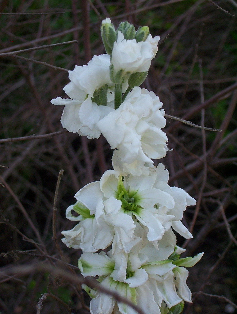 Stock White stock flower spike Vicki Flickr