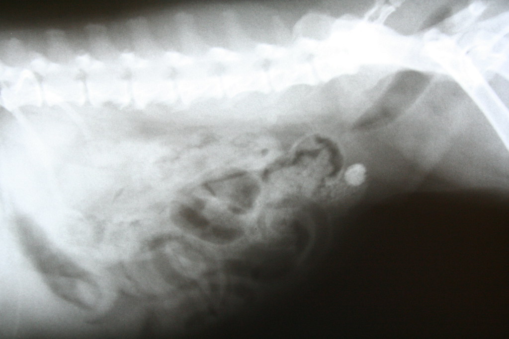 Bladder Stones Radiograph This dog presented for persist… Flickr