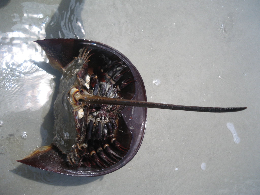 Trilobite a live horseshoe crab Matt Burtch Flickr