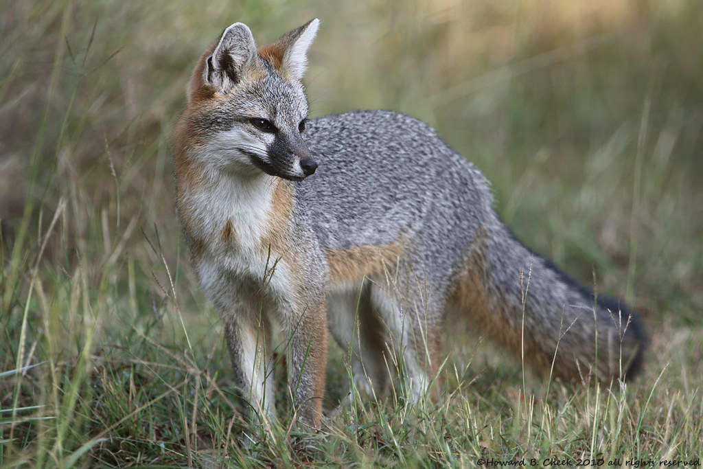 Texas Gray Fox Had a brief encounter with the elusive Gray… Flickr
