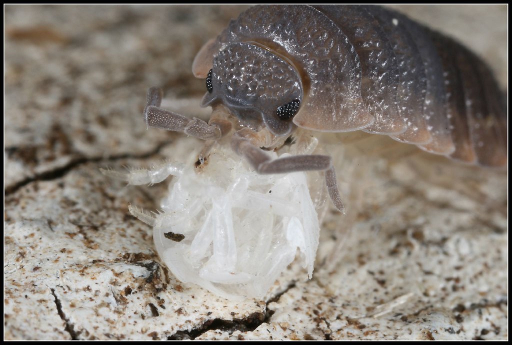 woodlice feeding on eiher young either a baby woodlice or … Flickr