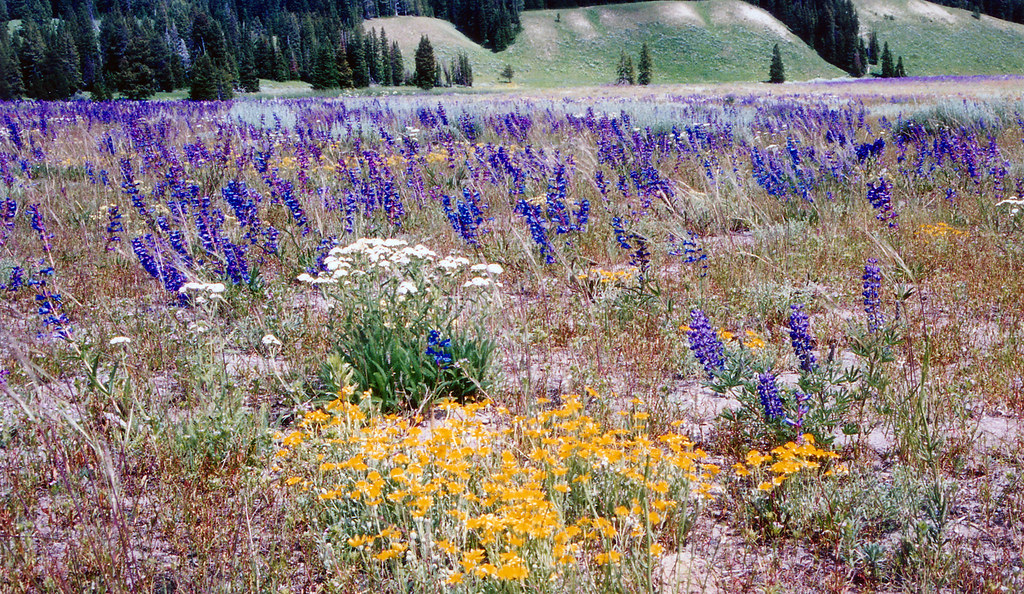 Yellowstone National Park Flowers Scanned 1999 photo. Hornplayer