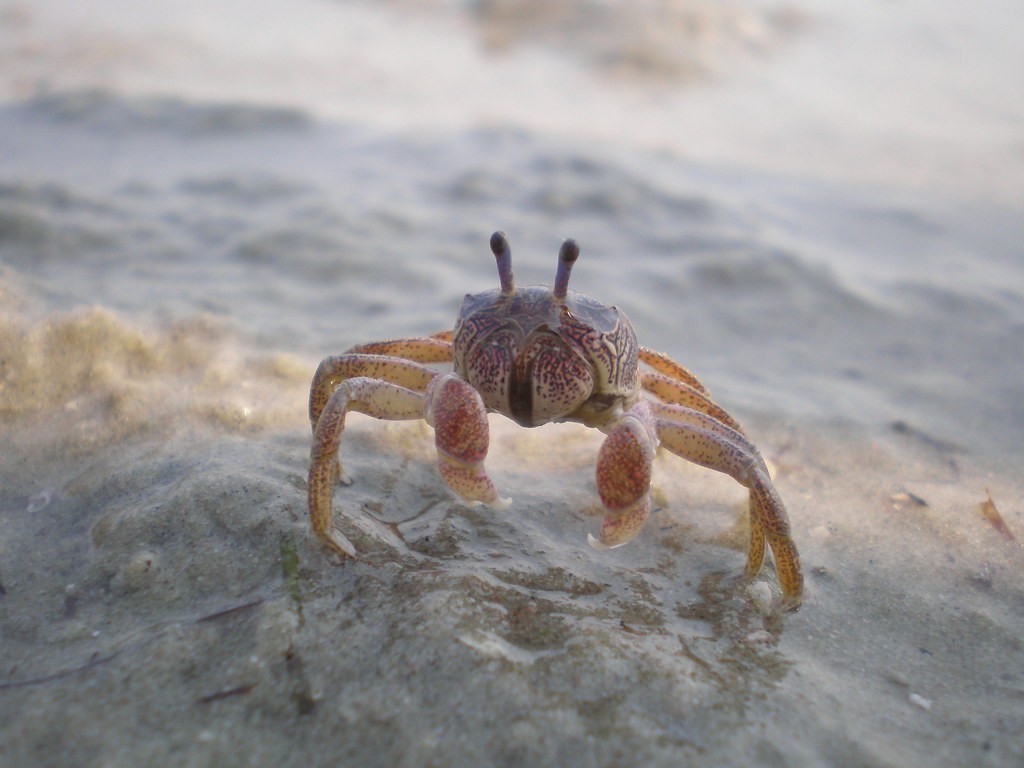 Small Crab A small crab on the beach in Inhambane City. I … Flickr
