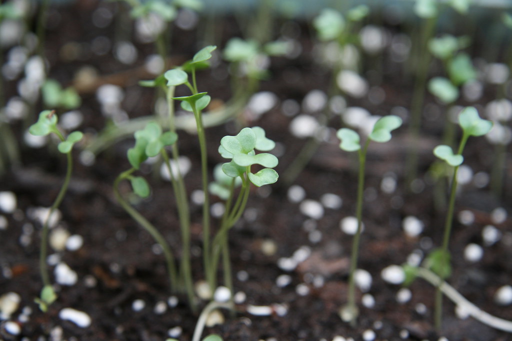 baby broccoli sprouts carletongardener Flickr