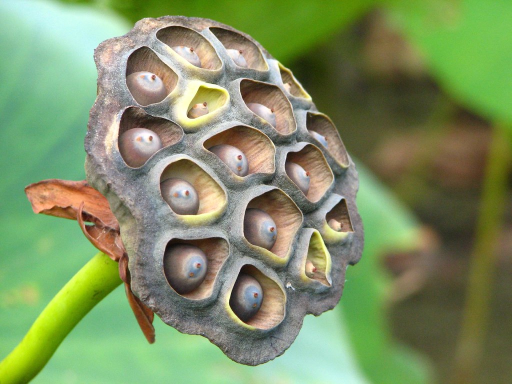 Water Lily Seed Pod Dave Lundy Flickr