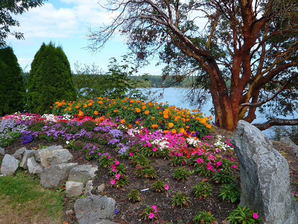 Flowers and Tree At Transfer Beach Park in Ladysmith BC Tracy O