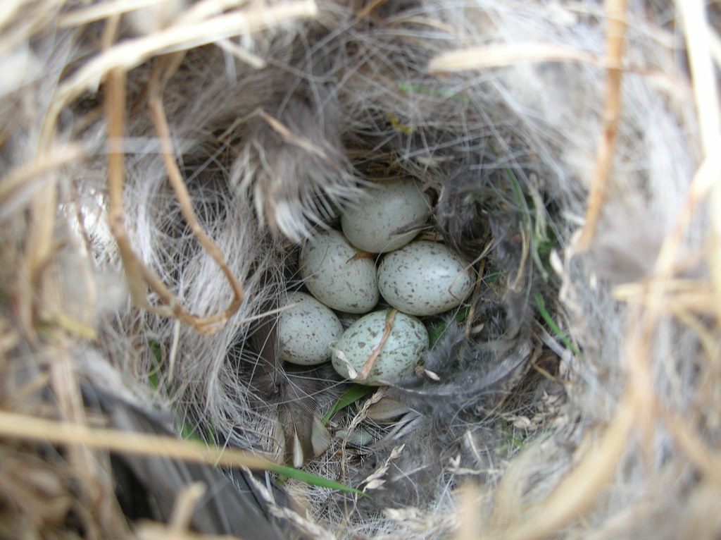 House Sparroweggs 17th April 2005 Kelowna British Columbi… Rich