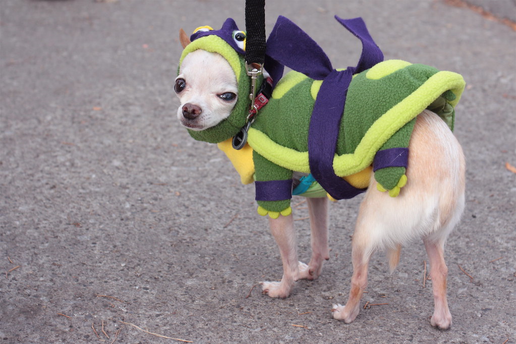 Teenage Mutant Ninja Chihuahua We went down to the Hallowe… Flickr