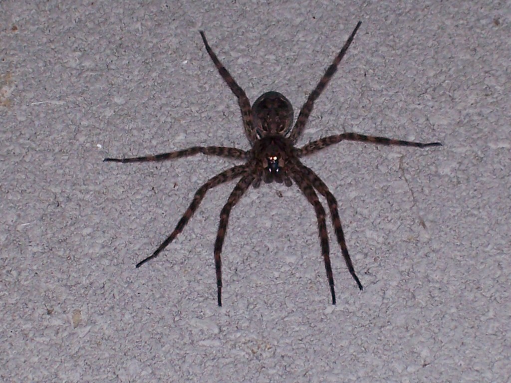The biggest spider in western pa and it lives in the "B" g… Flickr