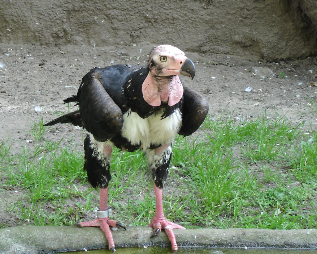 Pondicherry vulture Berlin zoo jormungund Flickr