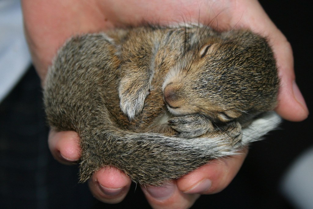 Sleeping Baby Squirrel It came up to my roommate and sat