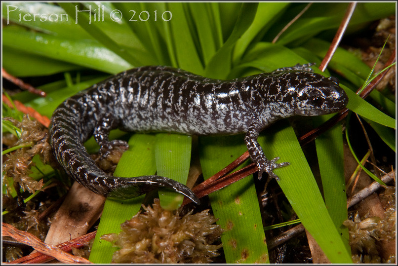 Flatwoods Salamander (Ambystoma cingulatum) One of several… Flickr