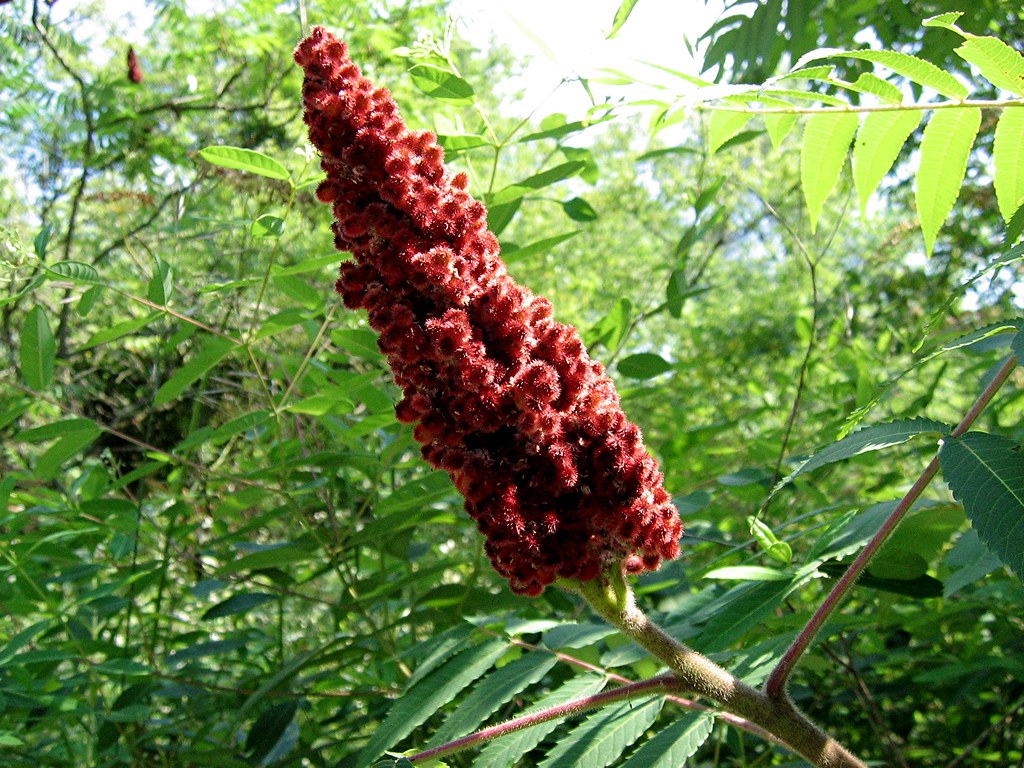 sumac Rhus coriaria wynjym Flickr