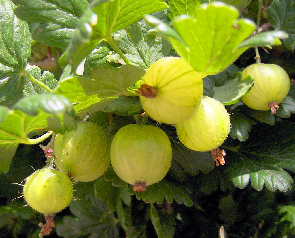 Gooseberries I spotted these gooseberries hanging over a w… Flickr