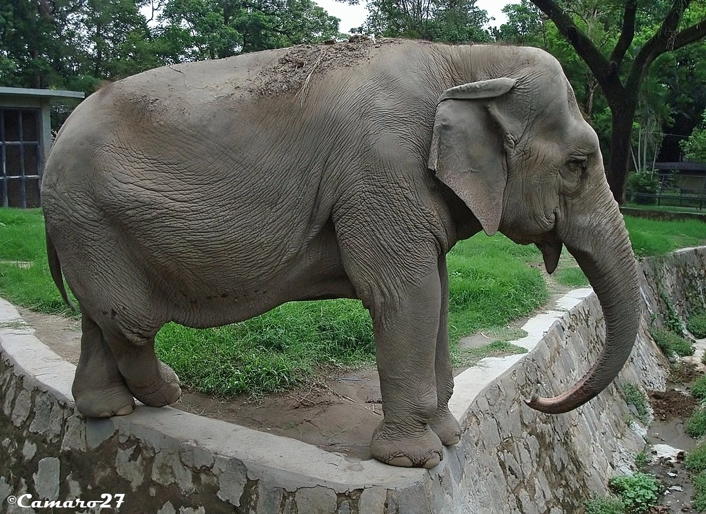 Parque Zoológico Nacional de El Salvador La Elefanta Manyu… Flickr