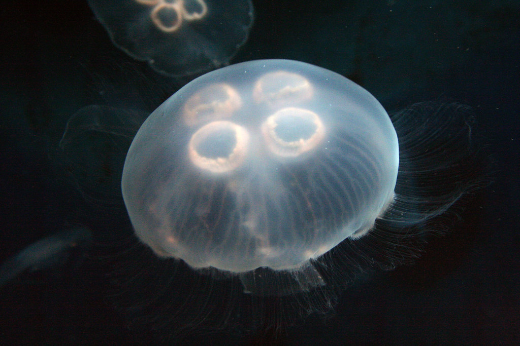 Aurelia aurita Aurelia aurita en the jelly, moon jelly fi… Flickr