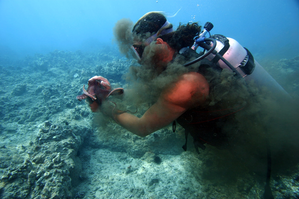 Octopus squirting ink lar3 Flickr