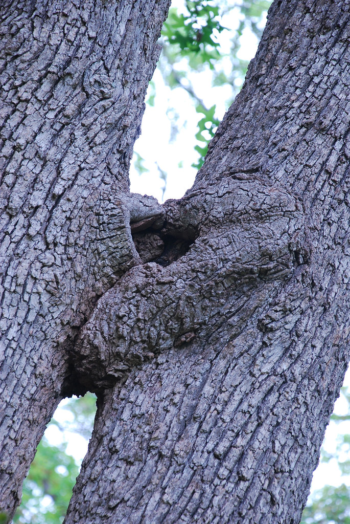 Trees Kiss Two trees as if they had lips and are kissing f… Flickr