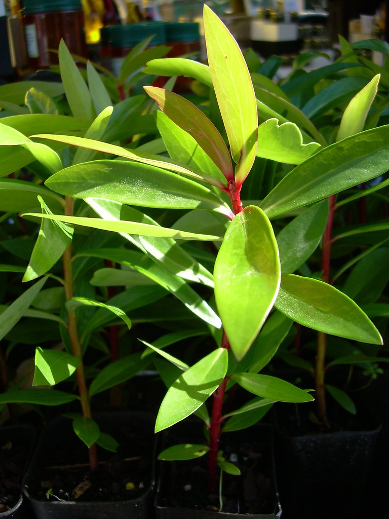 Australian Mountain Pepper Tree A native plant whose leave… Flickr