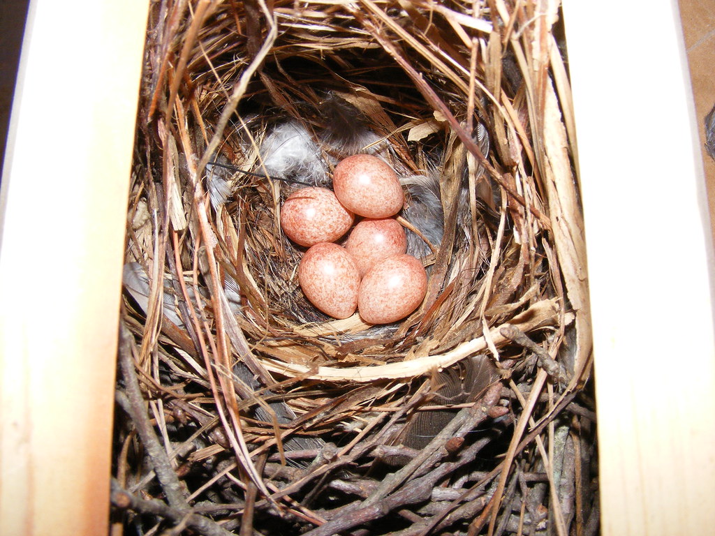 house wren eggs 5 House Wren Eggs ann074 Flickr