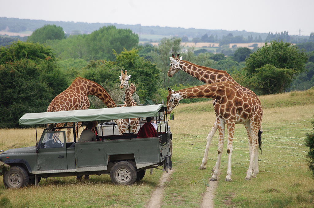 D13697. On safari at Port Lympne Safari Park near Folkesto… Flickr