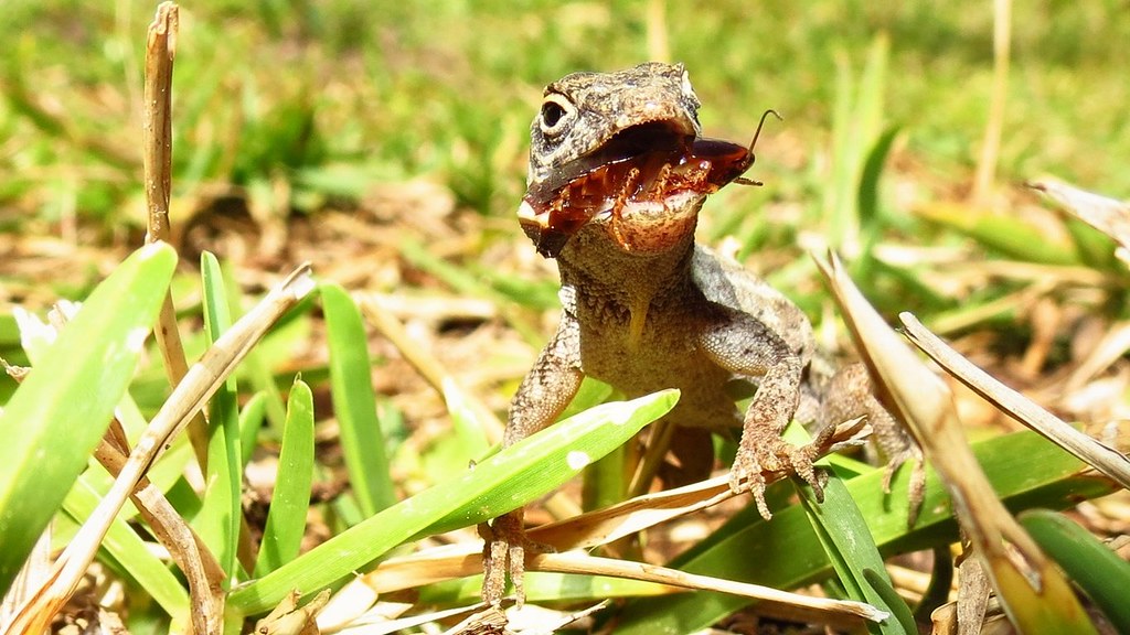 A lizard eating a cockroach. Picture taken in Apopka, Flor… Flickr