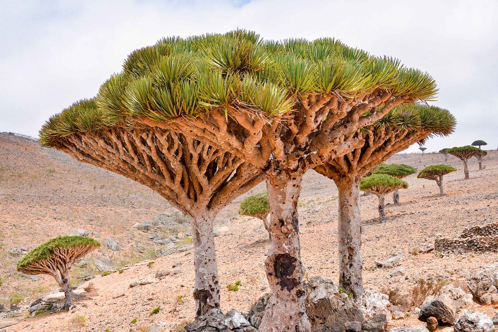 Dragon's Blood Trees, Socotra Is. Yemen Rod Waddington Flickr