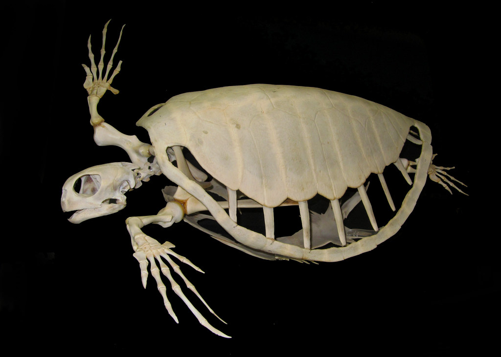 Green Sea Turtle (Chelonia mydas) skeleton Michael J