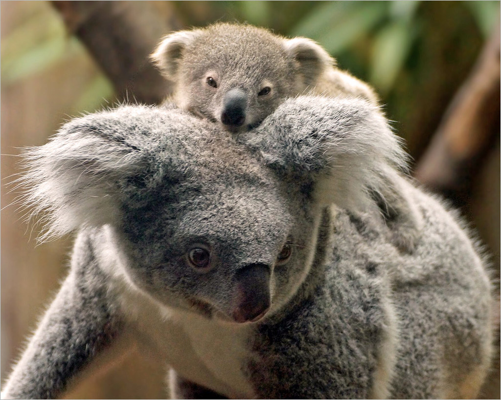 Mother and baby koala One of Australia’s most striking ani… Flickr