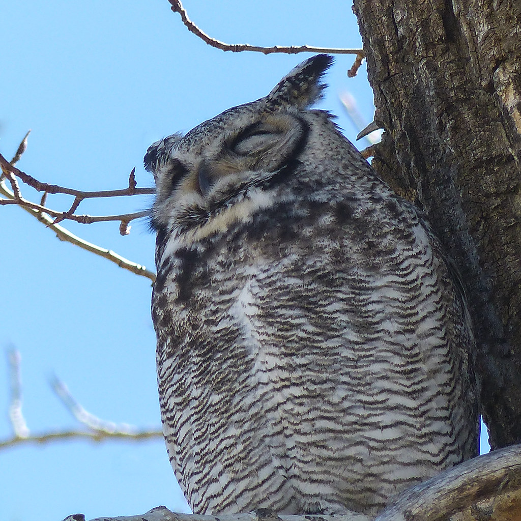 Great Horned Owl, sleeping after a night of hunting Flickr