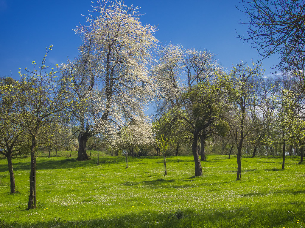 Spring Orchard One of the many flowering orchards in Hesba… Flickr