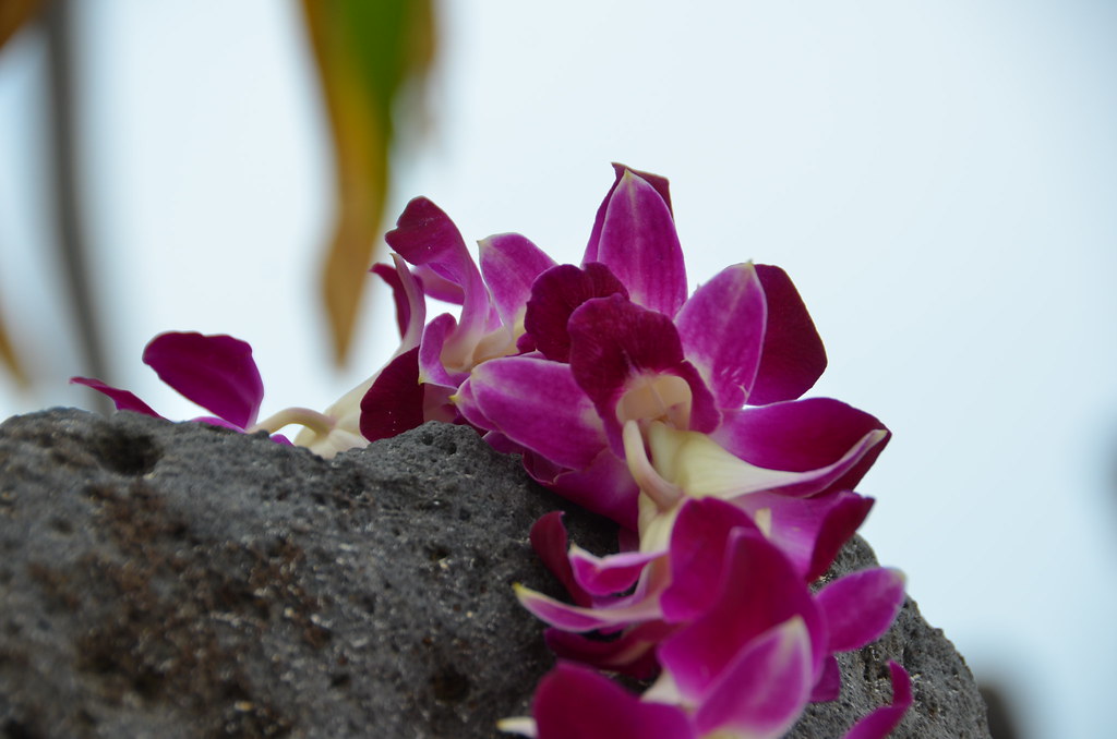 Beautiful Fragrant Flower Leis in Hawaii Fresh Hawaiian Fl… Flickr