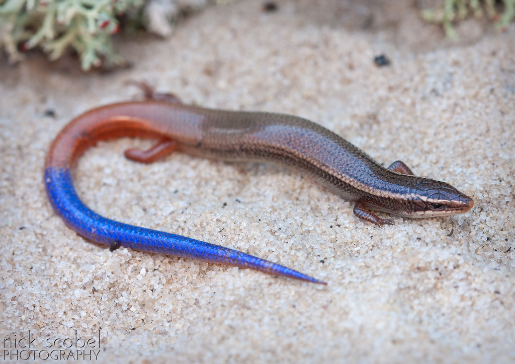 Bluetail Mole Skink Plestiodon egregius lividus An adult
