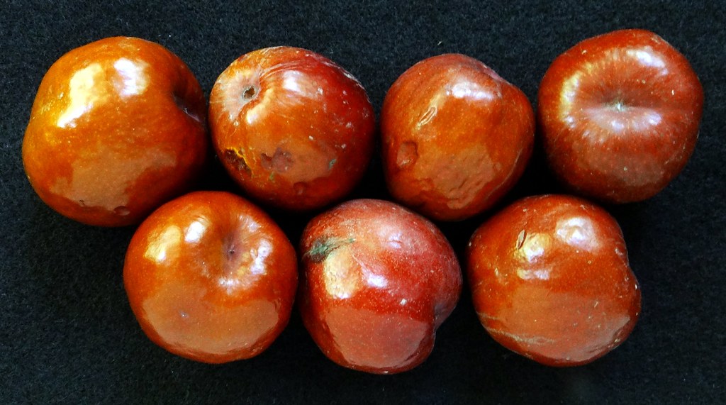 Jujube 11 CHINESE "LI" 2 (Bangla = কূল) … Flickr