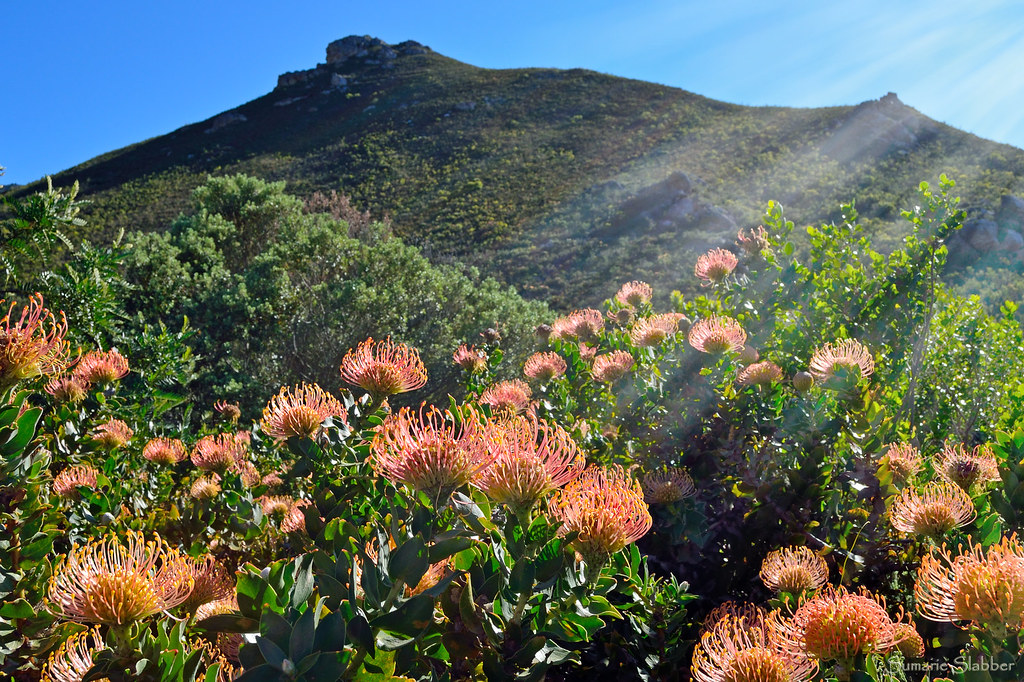 Fynbos at Fernkloof, Hermanus, South Africa Leucospermum