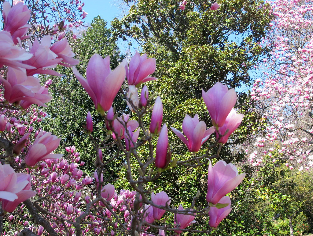 Magnolias at National Arboretum March 22 in the Magnolia C… Flickr