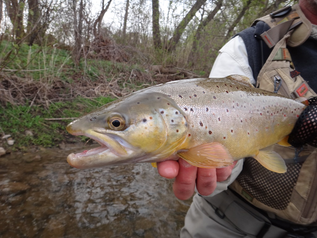 Ontario Brown Trout Fishing