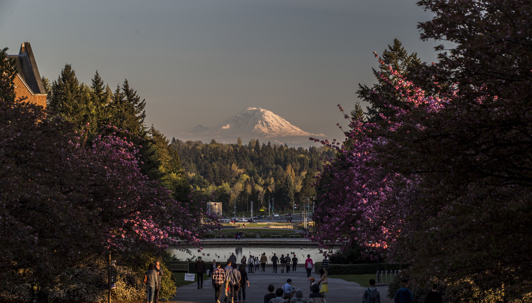 View of Mount Rainier from UW today r/Seattle