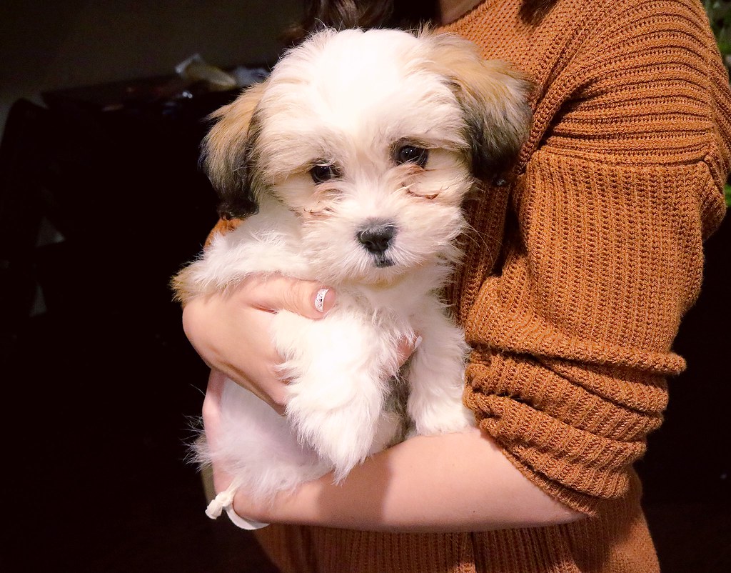 DJ the Puppy He's a shih tzu/havanese mix and he waddles