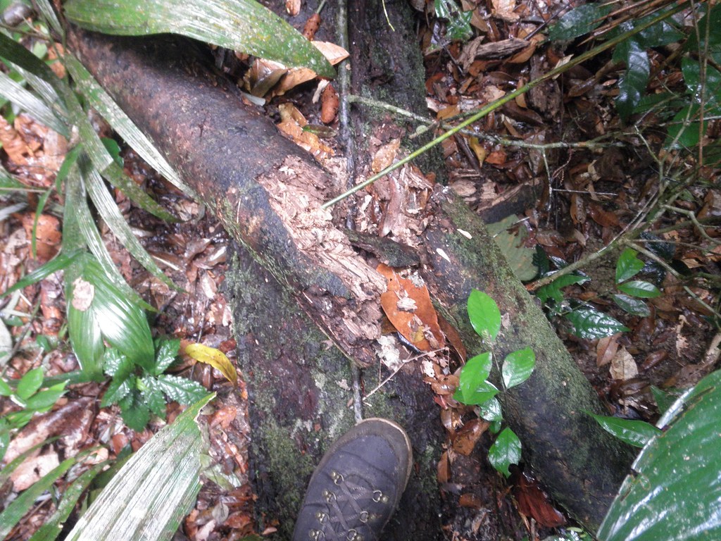 Amazon Lidar Researchers assessed the amount of Flickr