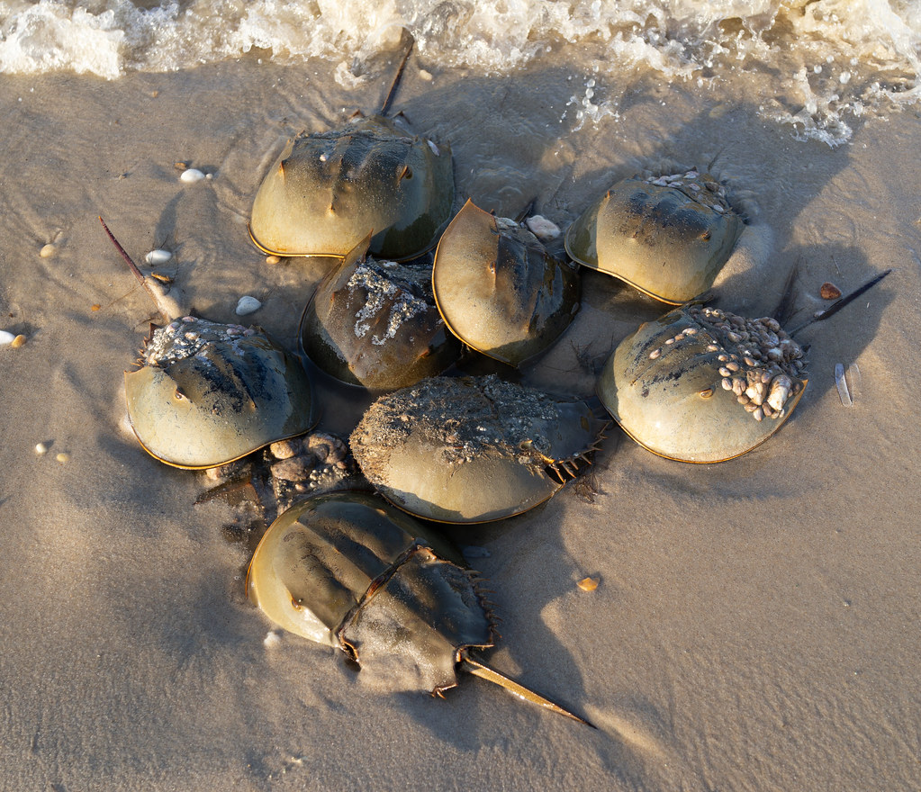Horseshoe crab mating season Slaughter Beach, Delaware Flickr