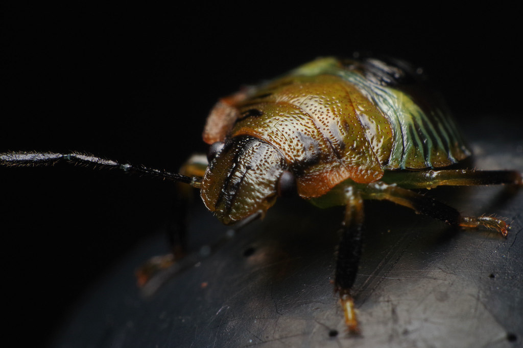 Show me your insects Page 316