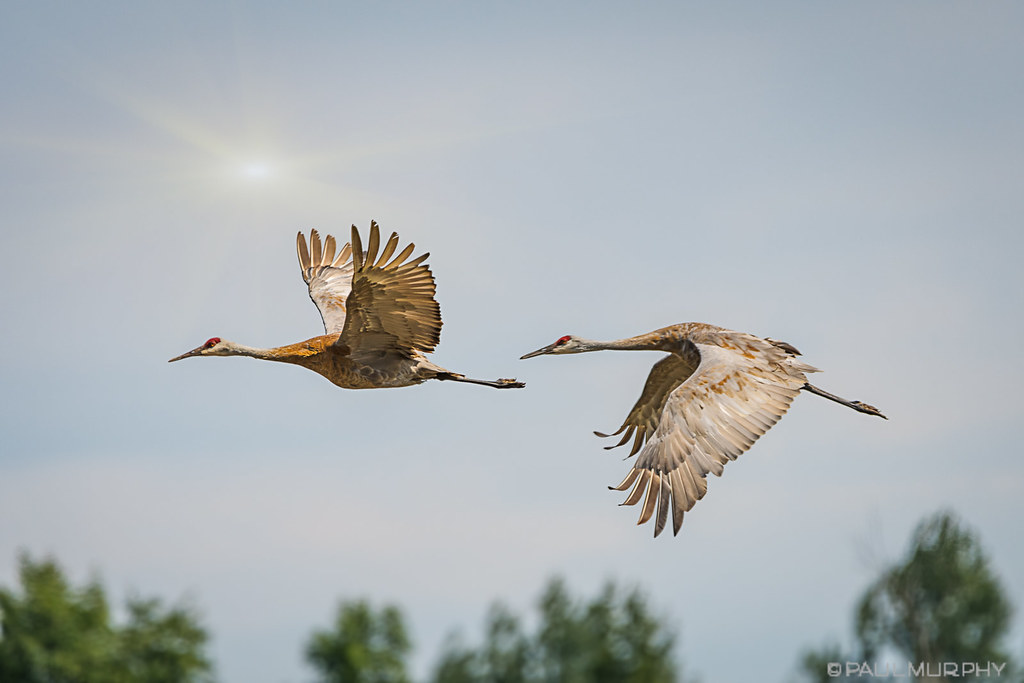 Sandhill Cranes near Owen Sound, Ontario. Paul Murphy Flickr