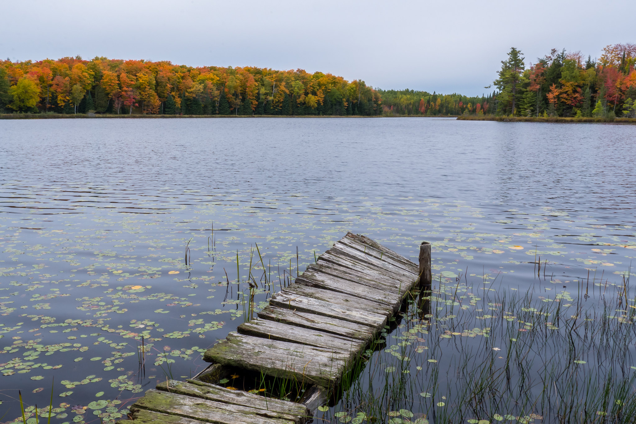At the edges of viability. Knife Lake, Wisconsin. [2048x1365]. r