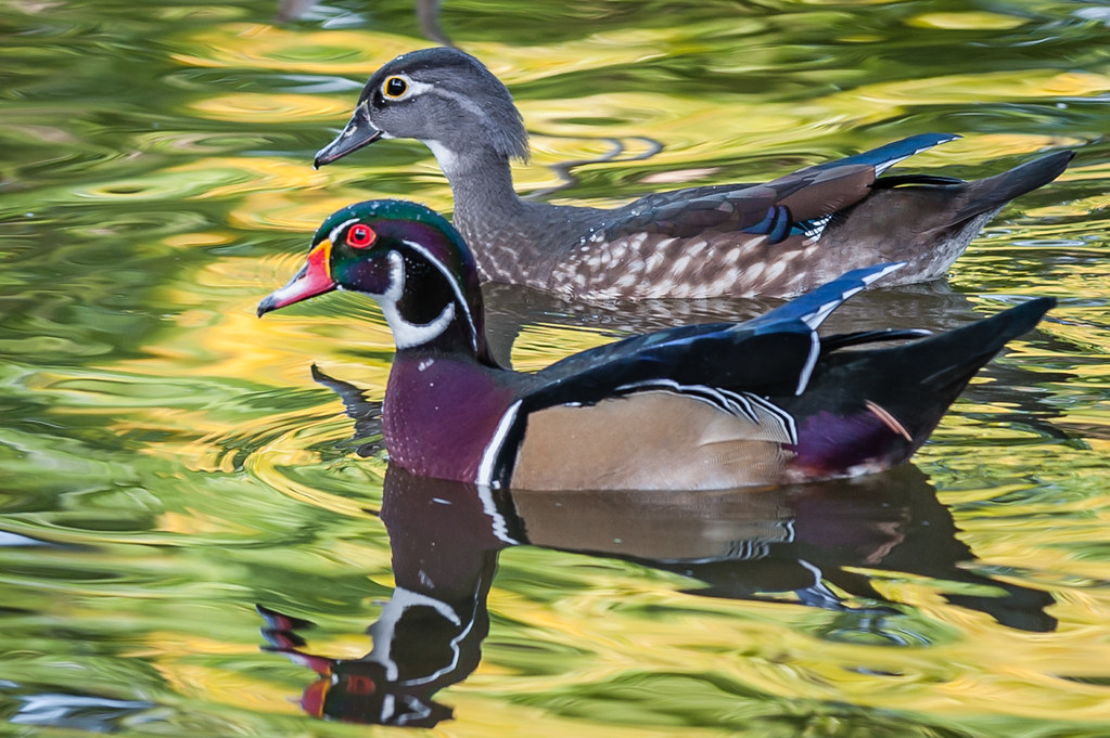 Wood Duck pair Shreveport, Louisiana dgangle Flickr