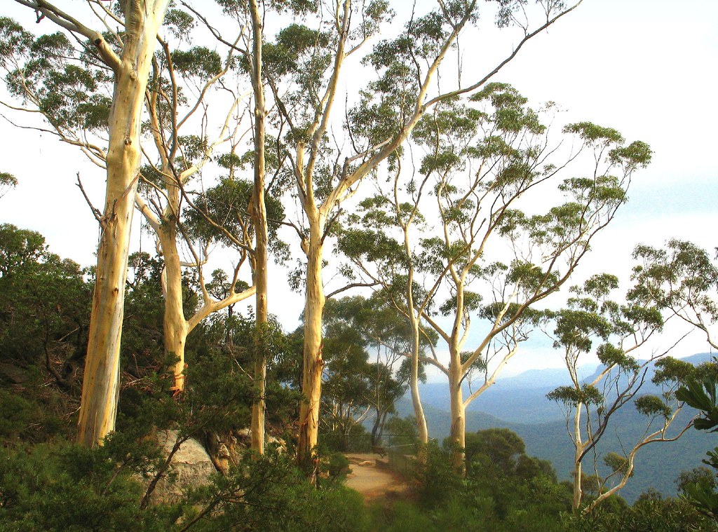 blue mountains eucalyptus Eucalyptus trees basking in the … Flickr